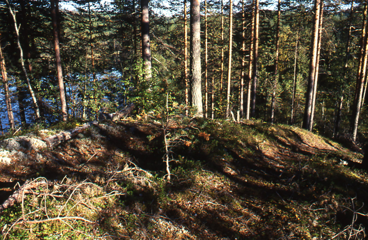 Pyyntikuoppia metsässä Enossa. Havupuumetsän maassa on selviä kuoppia. Maa on täynnä varpukasveja ja puuntaimia.