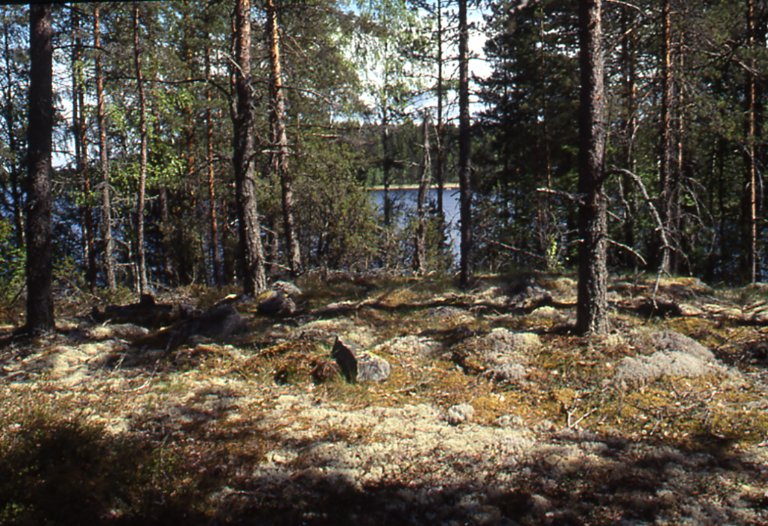 Yleiskuva Lapinrauniosta rantakalliolla Kiteen Kalliolahdessa. Kallion päällä kasvavien sammaleiden ja jäkälien seassa on kiviä. Taustalla metsän takana näkyy järvi. Kuvan on ottanut Petro Pesonen vuonna 2004.